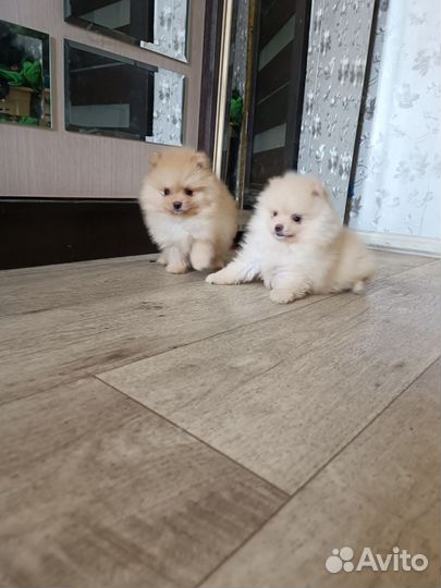 Девочки и мальчики