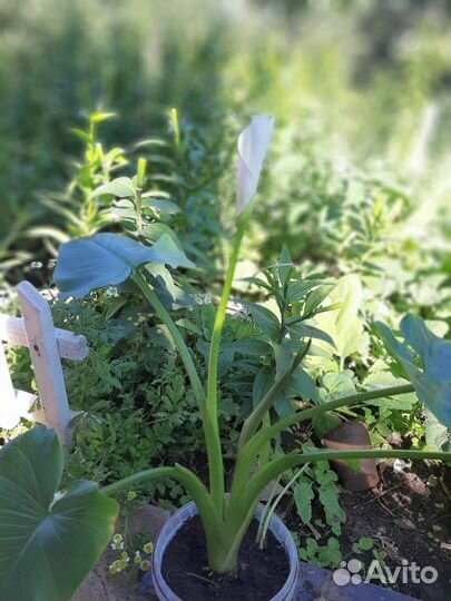 Продам цветы комнатные