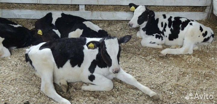 Быки Телки Холмогоры Голштины