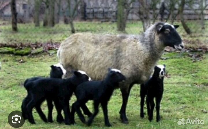 Овцы барашки и ягнята