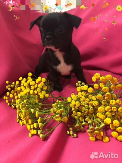 Щенки чихуахуа девочки