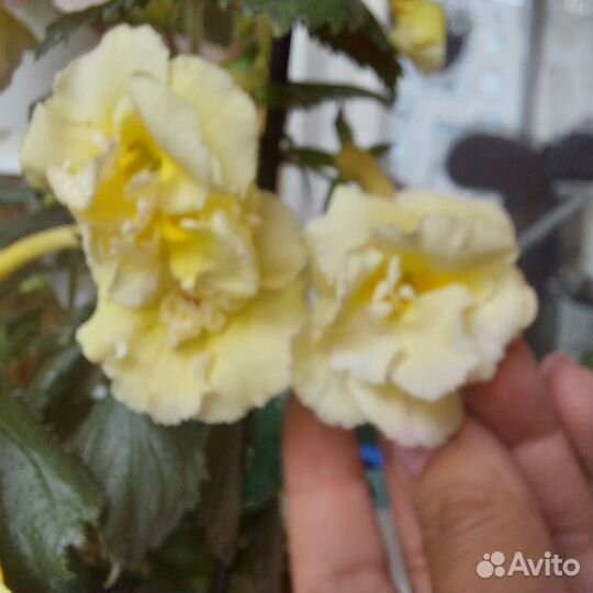 Ахименесы. Ризомы