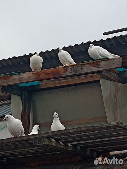 Отдам голубей