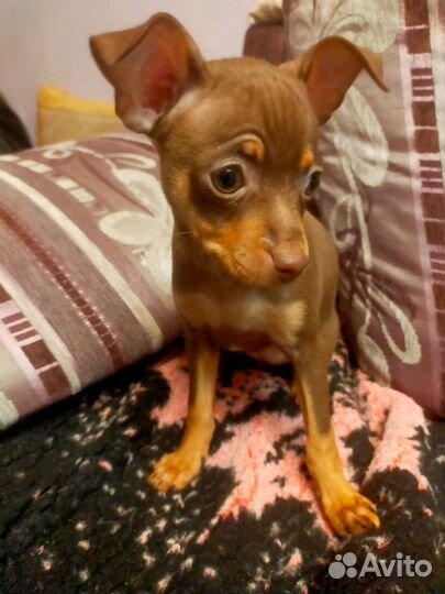 Щенки русский той-терьер