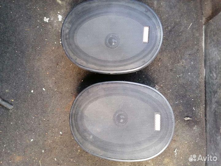 Динамики морел