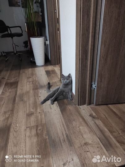 Вислоухие котята