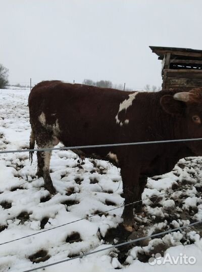 Быки на мясо