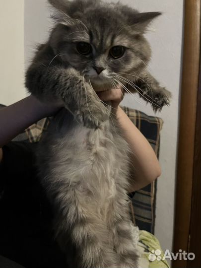 Кошка в дар