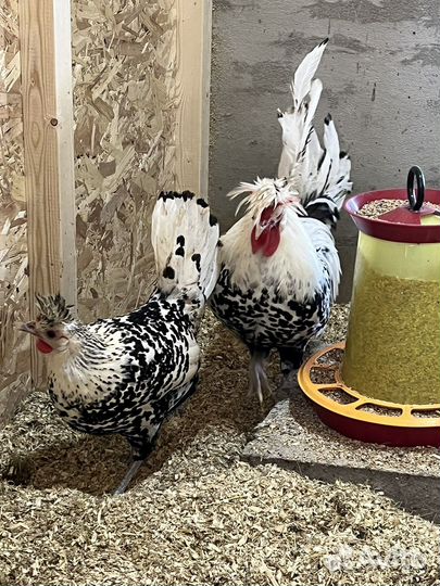 Аппенцеллер серебро ия