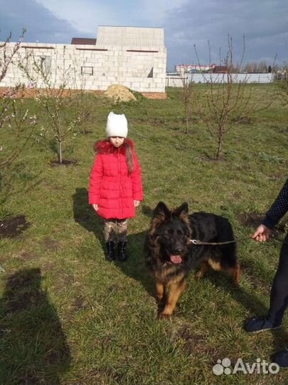 Щенки немецкой овчарки