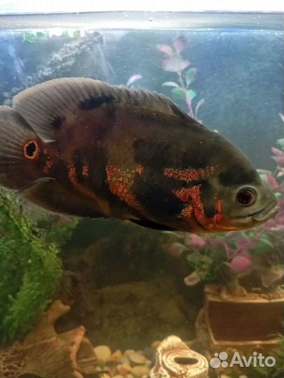 Астронотусы пара