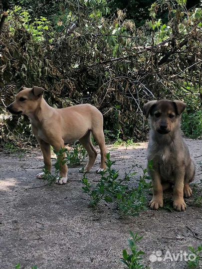 Щенки в добрые руки
