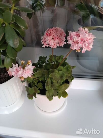 Комнатные растения цветы