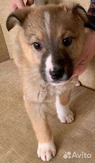 Изумительные щенки в добрые руки