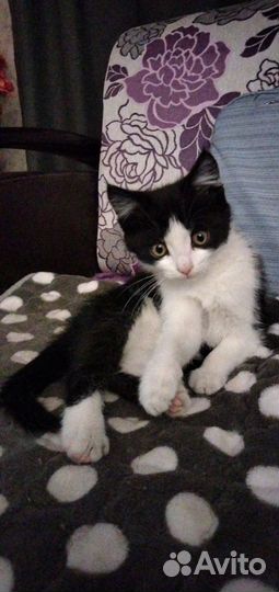 Отдадим бесплатно котенка (мальчик)