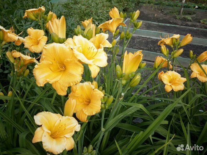 Продаю Лилейники