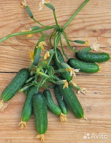 Огурец Верность F1 (уд) 7 шт цв.п