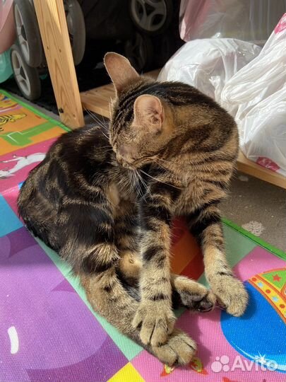 Кошка в дар