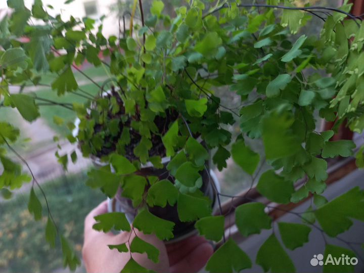 Комнатные растения