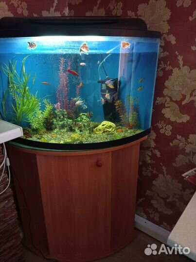 Аквариум с тумбой 120литров угловой