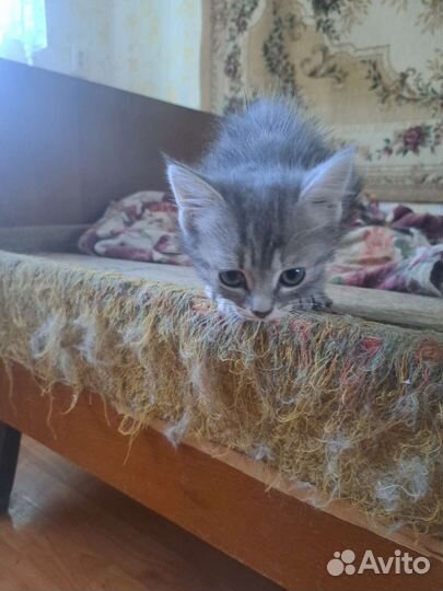 Котенок в добрые руки