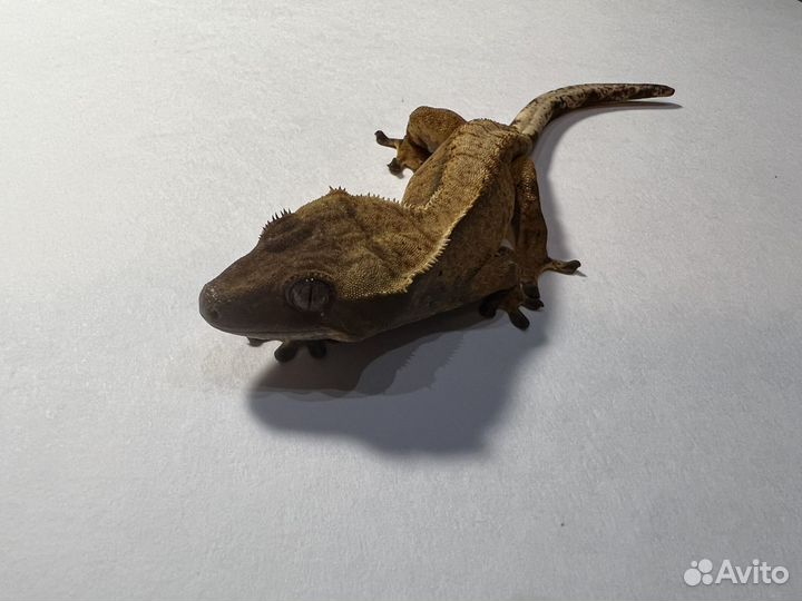 Бананоед самец 7 месяцев