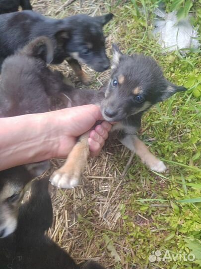 Щенки от хаски