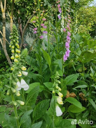 Наперстянка