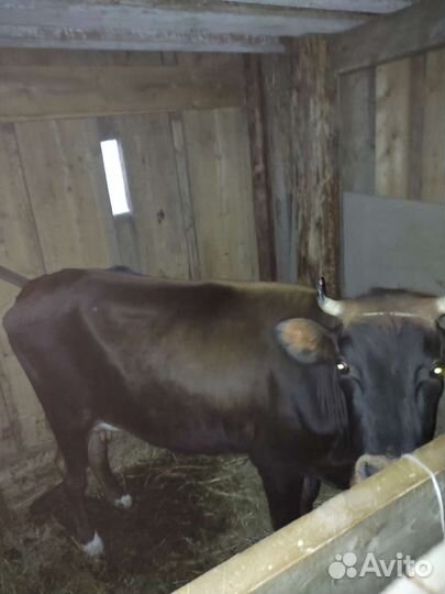 Корова дойная