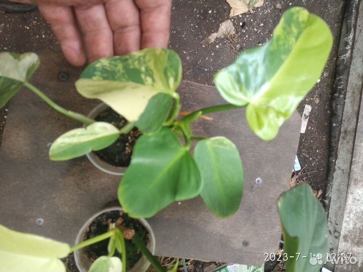 Филодендрон Виолин голд вариегатный Bipennifolium