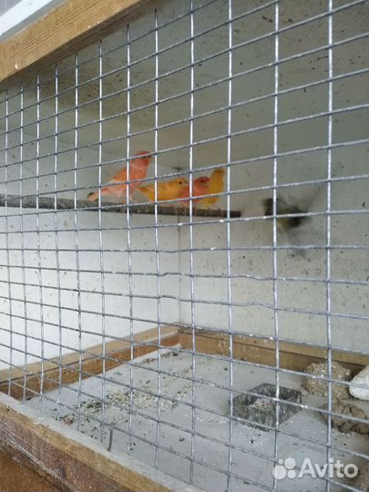 Канарейки, амадины японские, рисовки