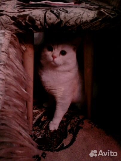 Вязка,Шотландский прямоухий кот