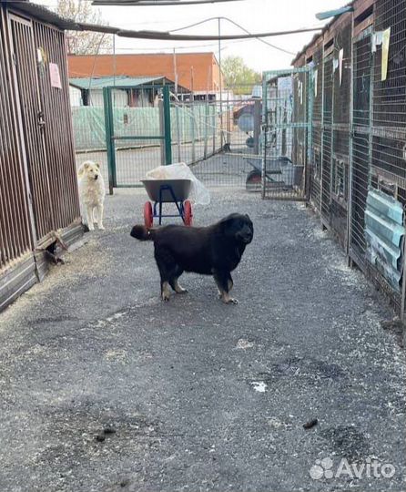 Собака из приюта Мусенька ищет дом