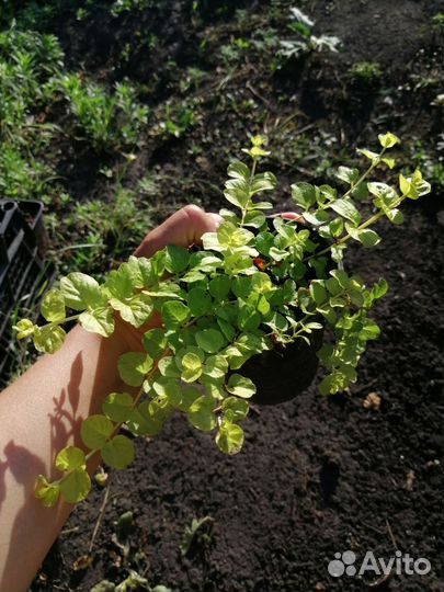 Вербейник монетчатый жёлтый лизимахия