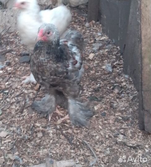 Молодые петухи, цыплята брама