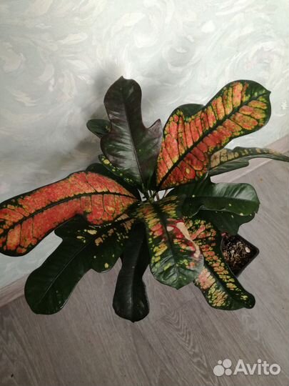 Замиокулькас Аглаонемы Кротон Алоказии Филодендрон