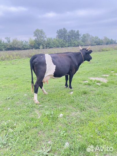 Корова дойная