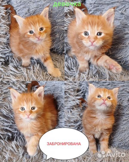 Котята Мейн-кун Новогодние