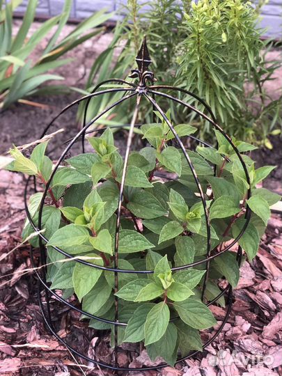 Клетка металлическая опора для кустарников