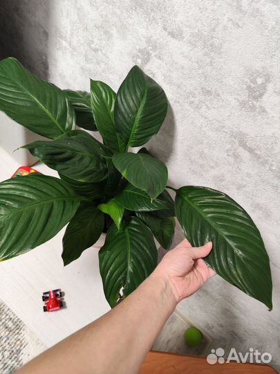 Спатифиллум Верди