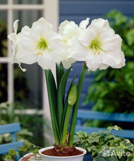 Гиппеаструм, амариллис микс