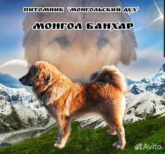 Щенки Монгол банхар