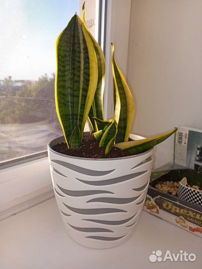 Сансевиерия