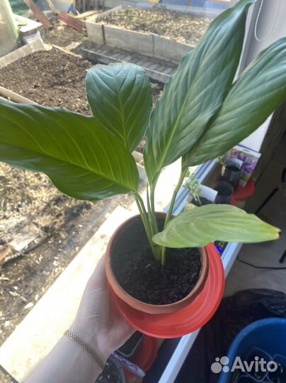 Спатифиллум