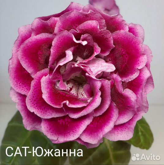 Укоренённые листики глоксиний