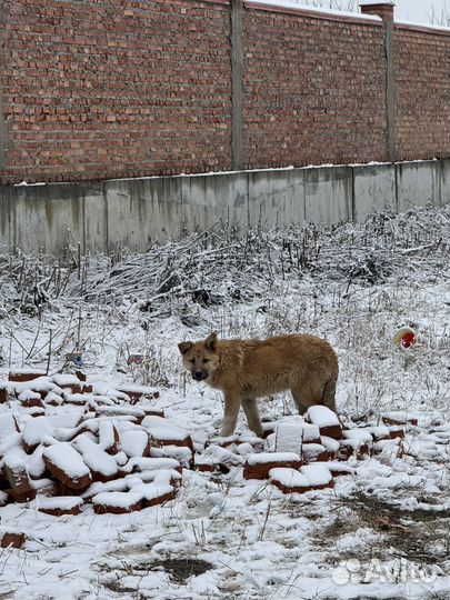 Щенки немецкой овчарки