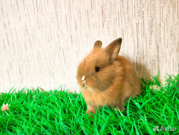 Мини карликовый кролик