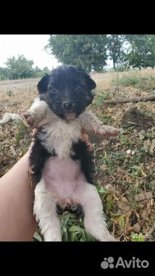 Щенки маленькой собаки отдам бесплатно