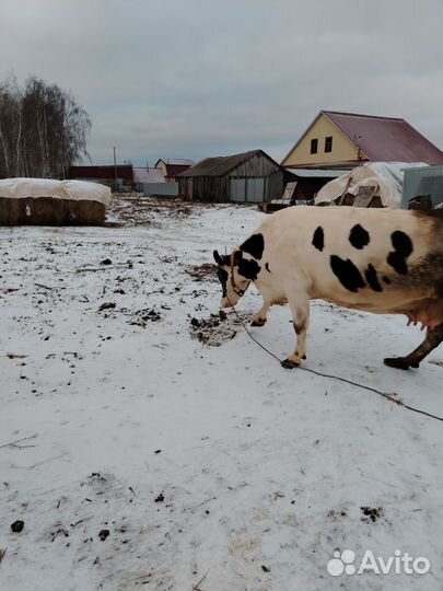 Корова на мясо