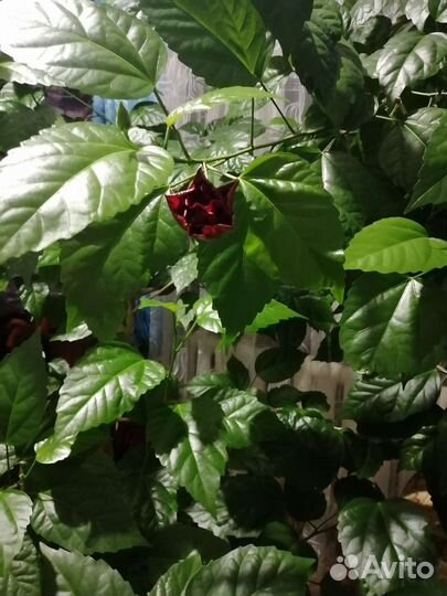 Гибискус китайская роза